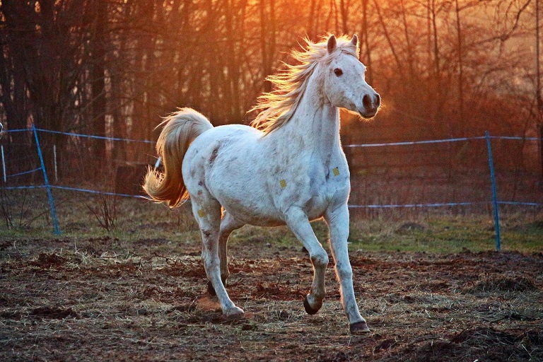 Pferd GAllopp EquiCanis Gittertape